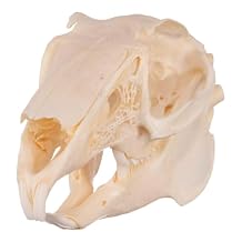 Skulls Unlimited Real Jackrabbit Skull A Quality
