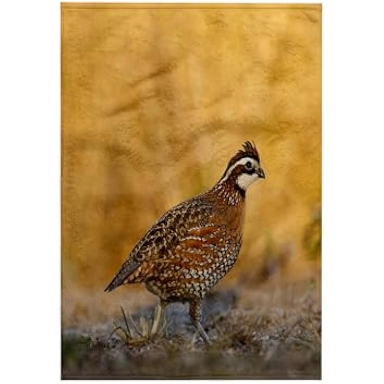 3D Rose Northern Bobwhite Quail Bird-Male Walking-Us44 Ldi0537-Larry Ditto Towel, 15 x 22, Multicolor