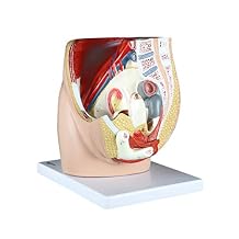 Parco Scientific PB00094 Female Pelvis - 3 Parts, Magnetically Connected