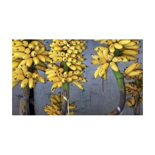 Giant Cavendish Banana Tree Certified 10 Seeds Banana Plant Banana Seeds UPC 562953116882