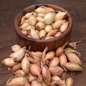 Onion Sets,Yellow (40-70 Bulbs) Garden Vegetable