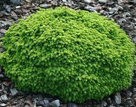 Little Gem Norway Spruce Standard 2 - Year Graft