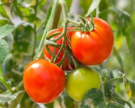 20pcs Tamarillo Fruit Seeds,Orange