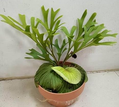 100pcs Green Platycerium Plant Seeds