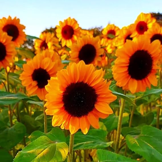 TomorrowSeeds - Orange F1 Sunflower Seeds - 10+ Count & 50+ Peredovik Sunflower - for 2026 Planting Hybrid Giant Sunflowers Pollenless Pink Red Cutting Flower Garden Flowers Grow Your Own Home Farm