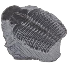 American Educational Elrathia King Trilobite Fossil (Pack of 10)