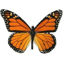 Mounted Monarch Butterfly Table Top Display (4" x 4" x 5.5")