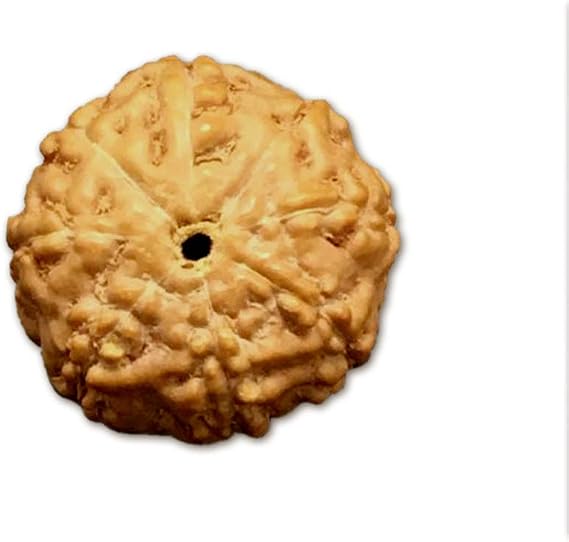 8 Mukhi Indonesian Rudraksha Medium 13mm-15mm Lab Certified
