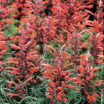 Park Seed Giant Hyssop Seeds, Pack of 50 Seeds