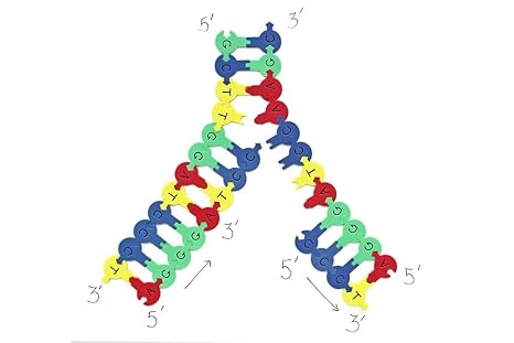 Demo DNA Nucleotides