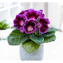 Glass Violet Seed (Great Flower with Layer) Purple Color - 5 Seeds
