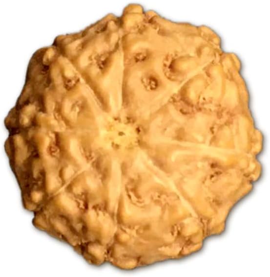 8 Mukhi Indonesian Rudraksha Small 10mm-12mm Lab Certified
