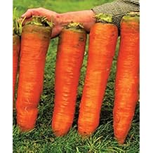 Giant Carrot Seeds Red Vegetable for Planting Giant Non GMO 2000 Seeds