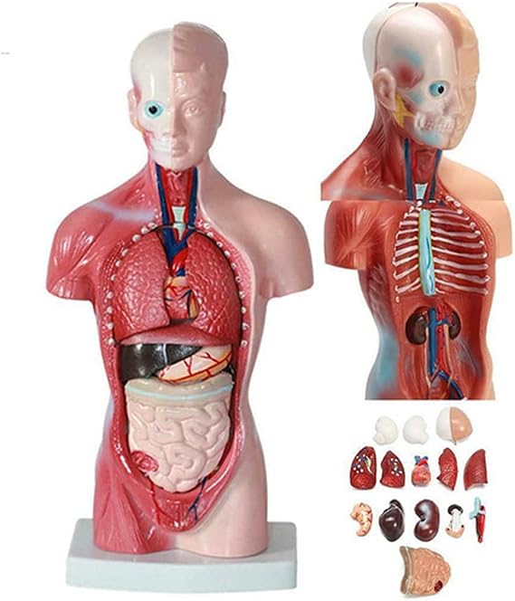Xiaoxu Anatomical Human Torso Body Model Anatomy 15 Removable Parts-Heart Visceral Brain Skeleton Internal Organs for Teaching Education 28Cm