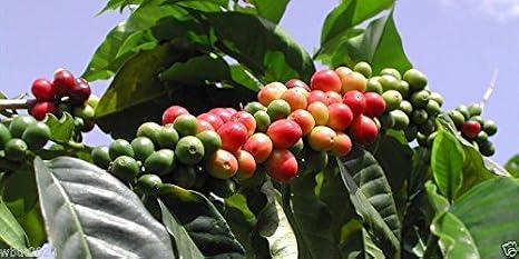 10 Coffea Plant Seeds (Jamaican Blue Mountain Coffee) Grow Your Own Coffee Tree!