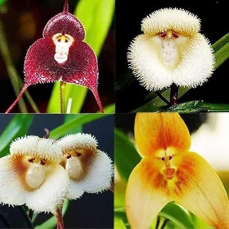 100pieces Mixed MonkeyFace Orchid Flower Seeds