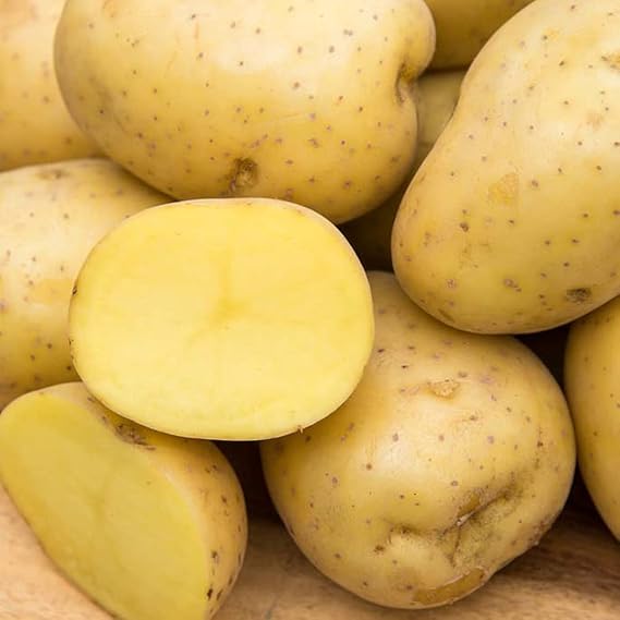 Gurney's Seed & Nursery Company Yukon Gold Seed Potato - Best Early Eating Potato on The Market - Includes one 2-lb Bag - Can't Ship to States of ID, ME, MT, or NE