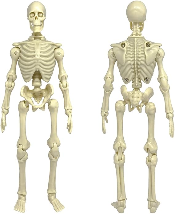 Super Articulated 8 Inch Skeleton Action Figure | Create Spooky Displays with a Super Articulated 8-Inch Skeleton Featuring a Movable Jaw & Interchangeable Parts