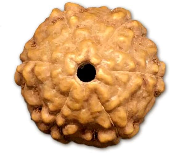 6 Mukhi Indonesian Rudraksha Small 15mm-17mm Lab Certified