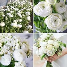 30 Ranunculus Bulbs for Fall Planting, Butterfly Ranunculus Corms, Peony Ranunculus Flower Bulbs for Garden, Vibrant Blooms in Spring (White Ranunculus)