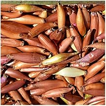 Easy to Grow Shallots Starters 6 Pack - GMO Free Shallot Garden Vegetable Plant Bulbs