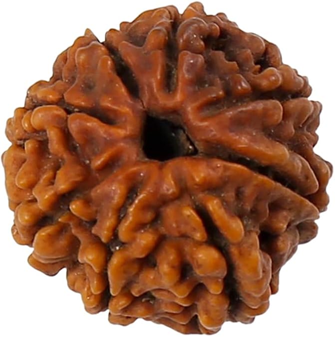 8 Mukhi Original Rudraksha Mala with Certificate for Wearing and Japa Mala + 5 Pcs of 8 Faced Rudraksha Bead, 8 mm