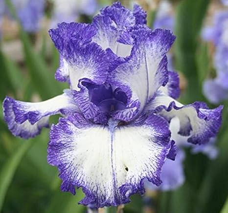 Ink Patterns Tall Bearded Iris Root, Spectacular Flowering Perennial, Rhizome, Bulb, Plant, Flower
