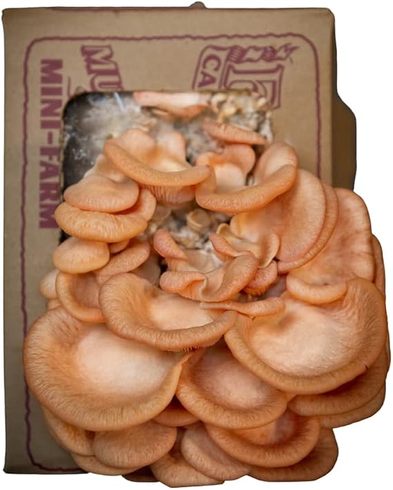 Pink Oyster Mini-Farm Grow Kit, 5lbs, Non-GMO, Easy to Use, Grow Your Mushrooms at Home, Produced by Real Farmers in California