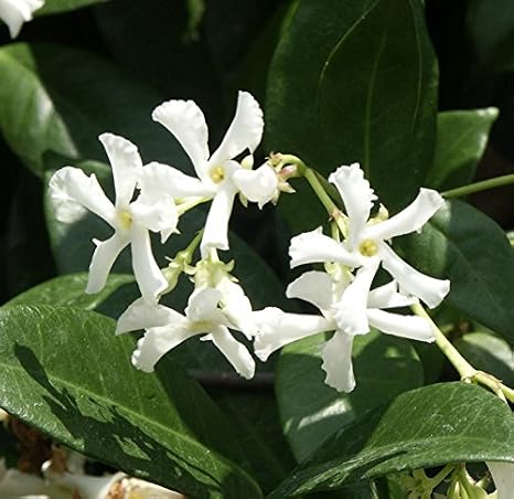 Star Jasmine Vine Plant - Confederate Jasmine - Trachelospermum Jasminoides - Highly Fragrant
