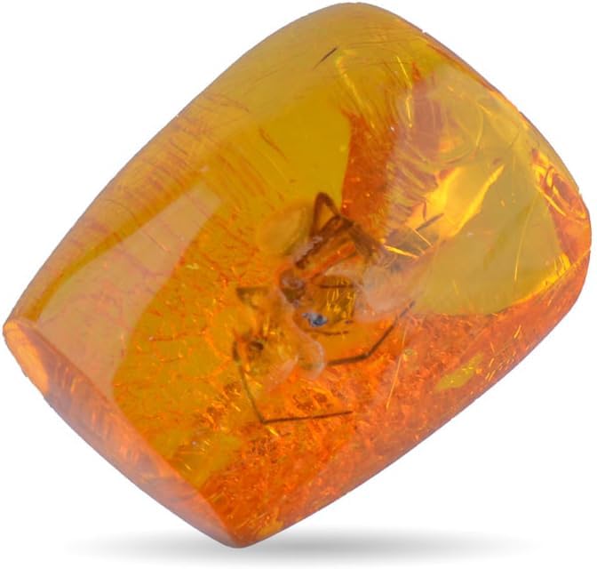 Baltic Amber fossil with a Spider Insect - Natural stone 4.1g, ys/m, Stone, Amber