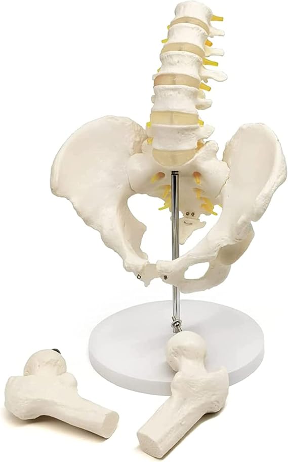 Male Pelvis Model, Flexible Anatomical Human Spine with 5 Lumbar Spines, Hip Model, Actual Size, Female Pelvic Skeleton Model, Medical Grade, Anatomy for Science Classroom Study Display