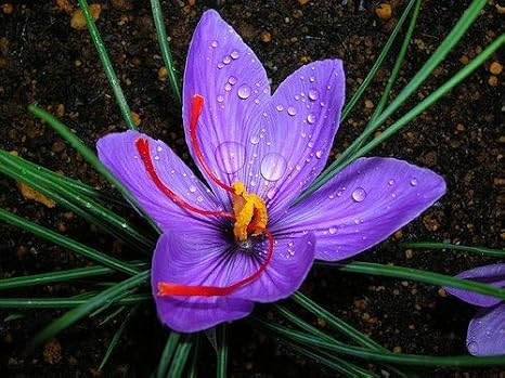 10 Saffron Crocus Bulbs-Fall Blooming, Grow Your Own Saffron Spice! Plant Now for Fall Blooms!