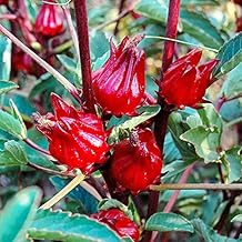 50 Jamaican Sorrel Seeds Florida Cranberry Indian Roselle Hibiscus Sabdariffa Seeds Non-GMO Nutritious Plant for Home Garden