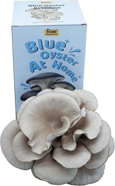 Root Mushroom Farm Blue Oyster Mushroom Grow kit/ 3.2 pounds Log/Multiple flushes/Everything Included