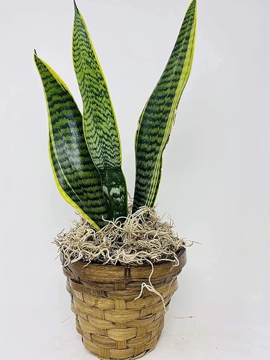 Sansevieria (Snake Plant), Black Coral -Impossible to Kill! - 4.5" Moss Basket