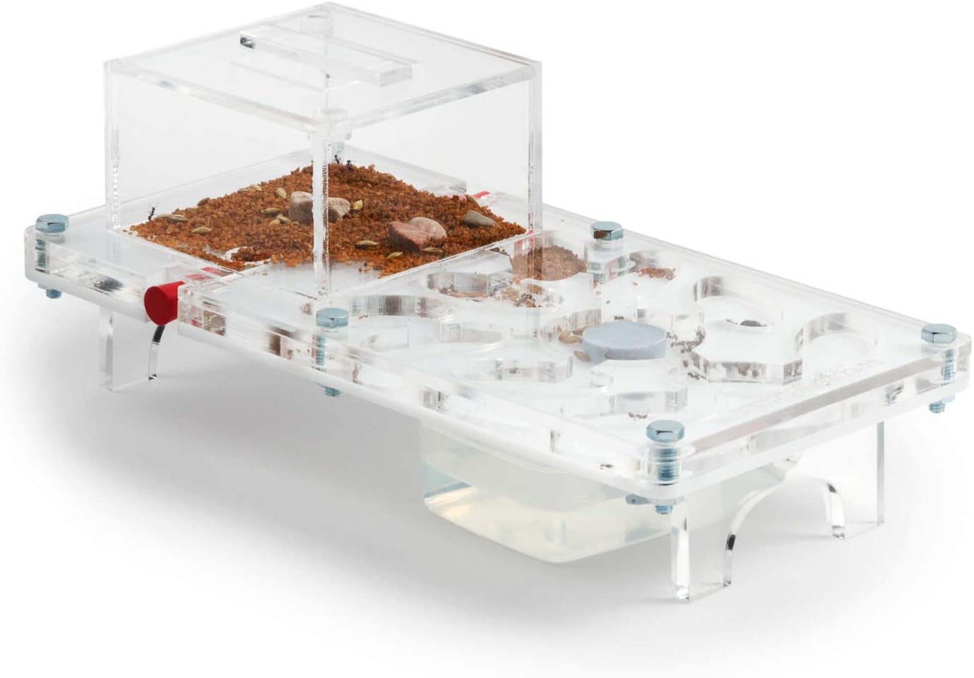 Ant Farm Mushroom Kit Formicarium, Ants