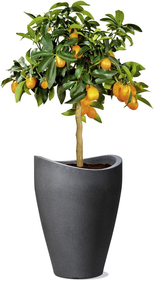 Scheurich Wave Globe High, Planter Made of Plastic, Black-Granite, 30 cm Diameter, 40 cm Height, 6 l Vol.