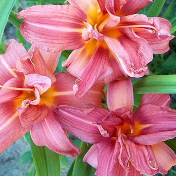 Double Passion Daylily Root - Attracts Butterflies and Hummingbirds - Grows Well in Containers - Naturalizing - Perennializing - Live Daylilies - Easy to Grow Outdoor Garden