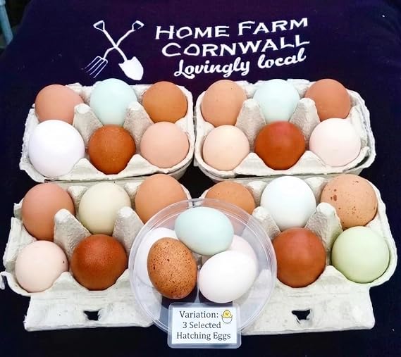 Fertile Chicken Hatching Eggs - 3