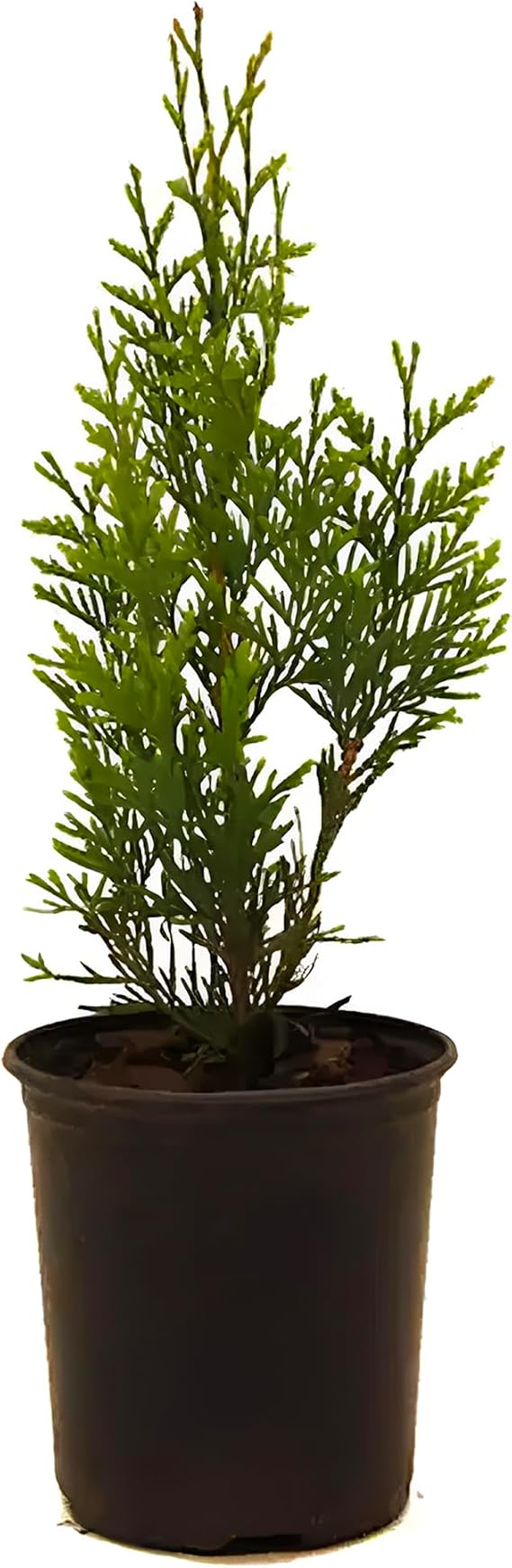 Green Giant Thuja Arborvitae Tree Fast-Growing Evergreen Privacy Tree | Dense Green Foliage for Hedges, Windbreaks & Landscapes (1 Gallon (10"-18") / Single)