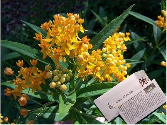 Onalee's Seeds Yellow/Orange/Silky Gold Butterfly Milkweed Seeds Monarch and Queen Butterfly Host Plant (Asclepias curassavica) (24+ Seeds) from USA