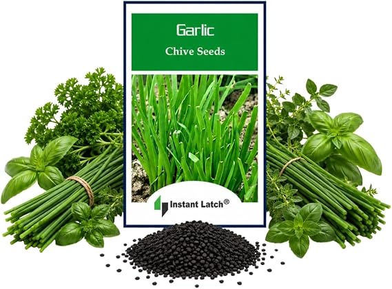 250 Garlic Chives Seeds | Non-GMO | Fresh Garden Seeds