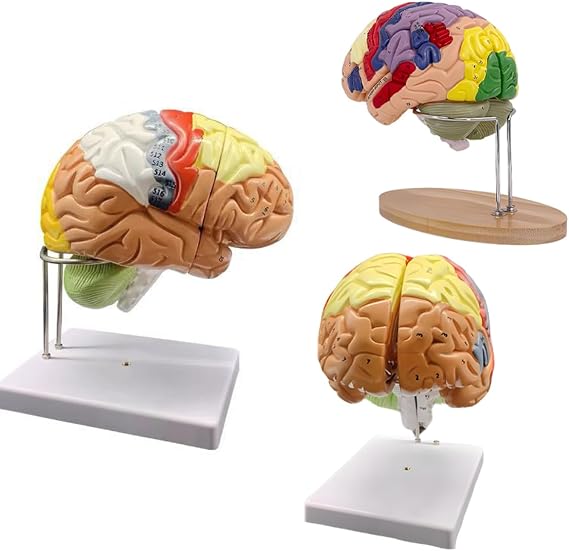 Xiaoxu Anatomically Precise Anatomically Precise Human Brain Model 4 Pieces Of Human Brain Model For Medical Learning 2x Human Brain Mockup