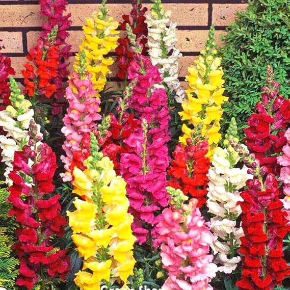 Snapdragon Mix - 5000 Seeds + Plant Tag + Freebie - Antirrhinum majus Maximum