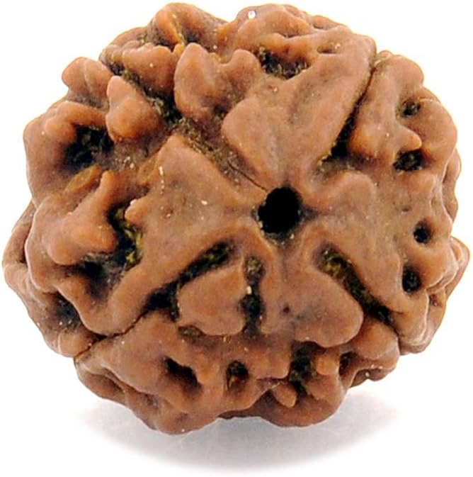 55Carat 1 2 3 4 5 6 7 8 9 10 11 12 13 Mukhi Gauri Shankar Ganesh Mukhi Nepali Bead Lab Certified Original Rudraksha Real rudrakshi Pure rudrax Meditation Bead for Men and Women