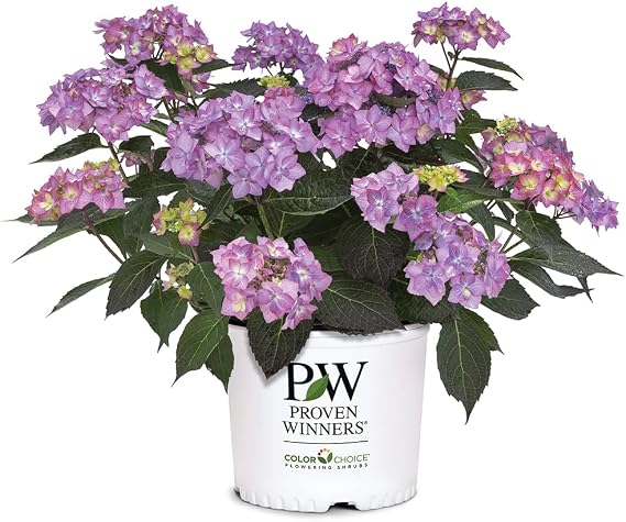 Proven Winners 2 Gal. Let's Dance Can Do Hydrangea Shrub