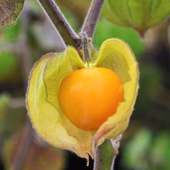 TomorrowSeeds - Hawaiian Giant Poha Berry Seeds - 200+ Count - for 2026 Planting Physalis Peruviana Goldenberry Peruvian Ground Cherry Cape Gooseberry Pichuberry Inca Tomatillo Fruit Grow Your Own