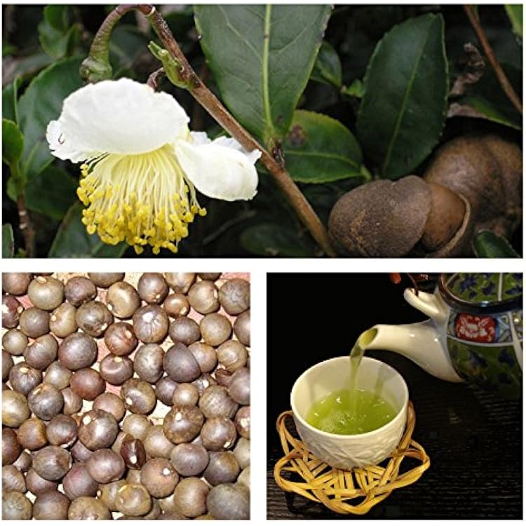 Japanese Green Tea Camellia sinensis Fresh Seeds Grow Your own Tea - Herb Seeds 5