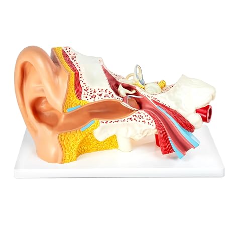 3X Magnification 4 Part Ear Anatomical Model Outer Middle Inner Ear Model for Medical Anatomy and Physiology Study Research Teaching Display with Base,Enlarged Human Ear Model Anatomy