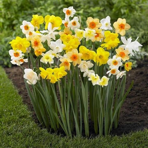 Daffodil Bulbs- Fragrant Mix, Large Bulb Size! 14-16 cm, Perennial, (25)